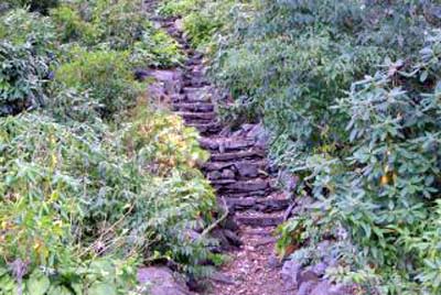 An image of nature's stairway.