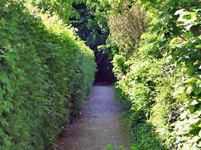 An image of a narrow garden path.