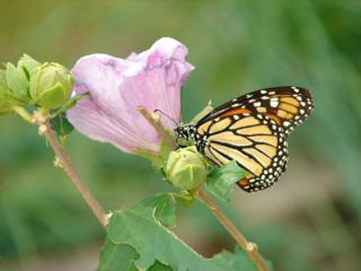 A photo of a Monarch butterfly on a flower.