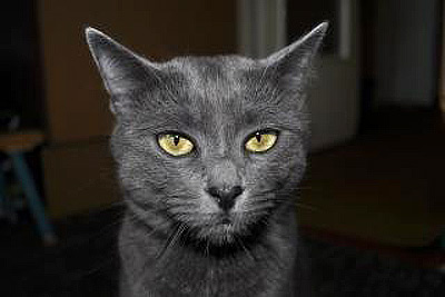 A photo of a gray cat with a serious expression.