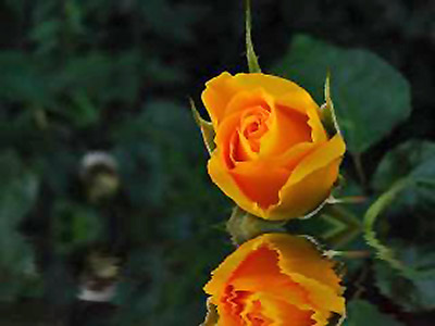 A photo of a rose and its reflection.