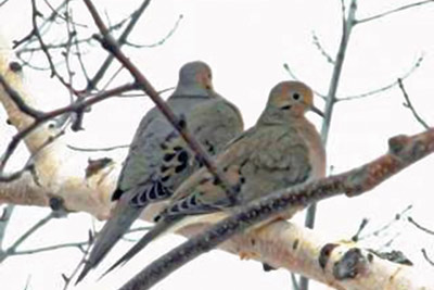 A photo of a bird couple.