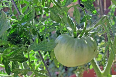 A photo of a green tomato.