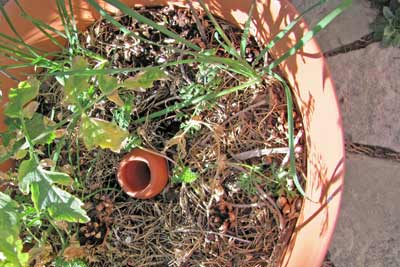 A photo of an olla pot buried in the middle of a flowerpot.