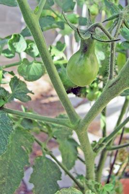 A photo of a green pear tomato.