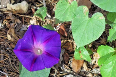 A photo of a Morning Glory.