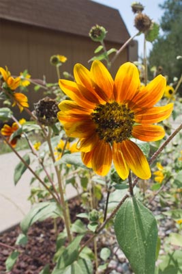 A photo of a sunflower with red petals.