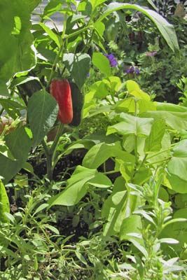 A photo of red and green chiles growing in a pot.