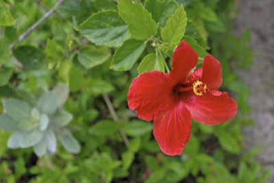 A photo of a Red Hibuscus in Hawaii.