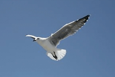 A photographic image of a Seagull.