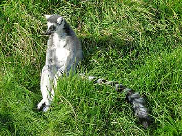 A photographic image of a lemur.