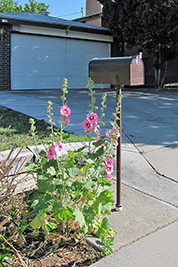 A photographic image of a mailbox with hollyhocks growing beside it.