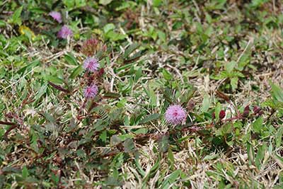 A photographic image of a Sensitive Briar Mimosa.