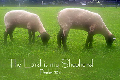 A photographic image of sheep grazing in a pasture.