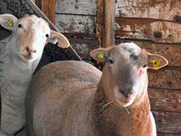 A photographic image of two inquisitive sheep.