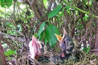 A photographic image of hungry robin babies.
