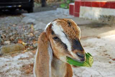 A photographic image of a brown sheep eating.