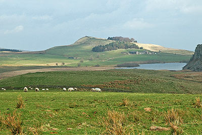 A photographic image of sheep grazing in a Northumberland, England,  pasture.