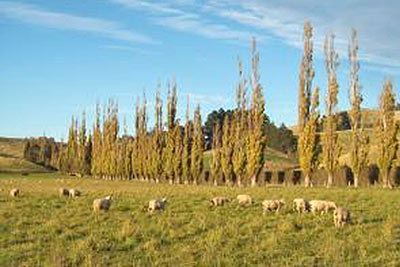A photographic image of sheep grazing in a pasture on New Zealand's South Island.