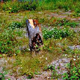 A photographic image of a dry rocky field.