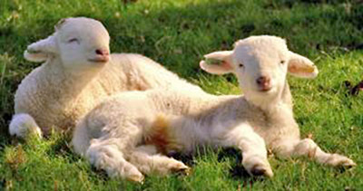 A photographic image of two lambs resting.