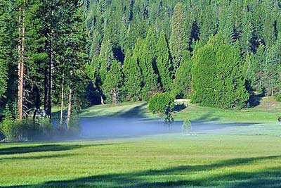 A photographic image of a meadow.