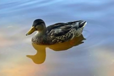 A photographic image of a duck in murky water.