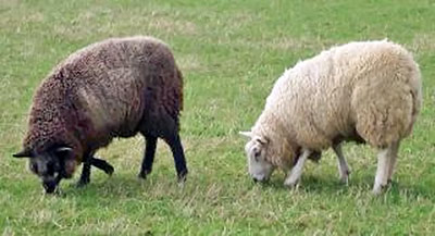 A photographic image of two bonny wee sheep.