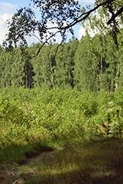 A photographic image of a forest path.