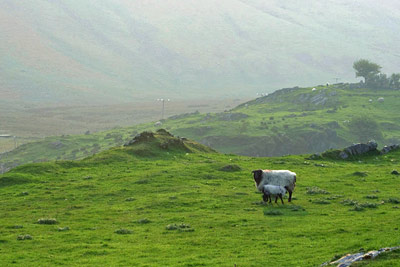 A photographic image of a ewe and her lamb.