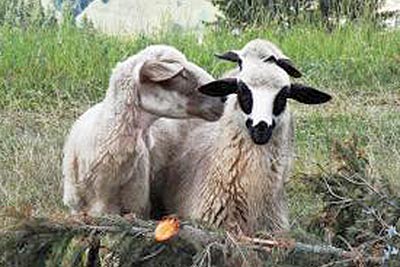 A photographic image of two friendly sheep.