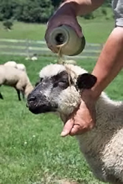 A photographic image of a shepherd annointing a sheep with oil.