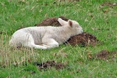 A photographic image of a lamb resting in a pasture.