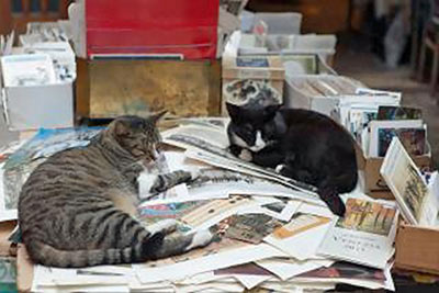 A photographic image of two cats in a pile of books.