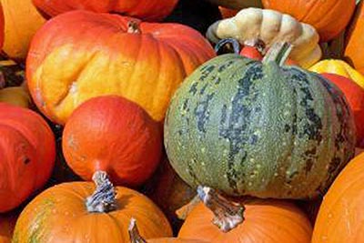 A photographic image of colorful pumpkins.