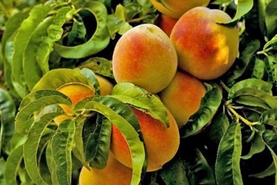 A photographic image of the leaves and fruit of an apricot tree.