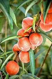 A photographic image of the leaves and fruit of a peach tree.