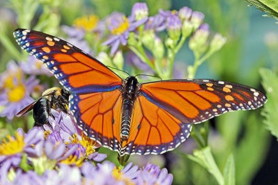 A photographic image of a Monarch Butterfly.