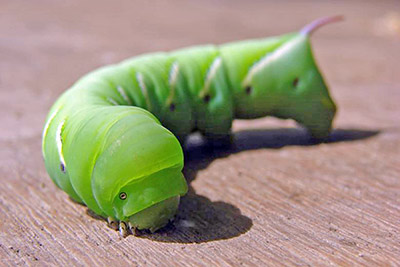 A photographic image of a tomato hornworm.