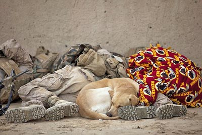 A photographic image of a military service dog sleeping with his handlers.