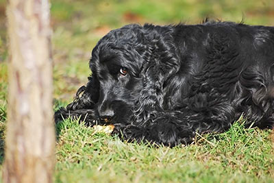 A photographic image of a black English Cocker Spaniel.