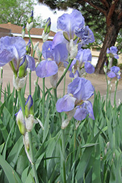 A photographic image of iris in our neighborhood.