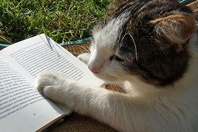 A photograpic image of a cat's paw on a book.