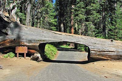 A photographic image of the Tunnel Log in Sequoia National Park.