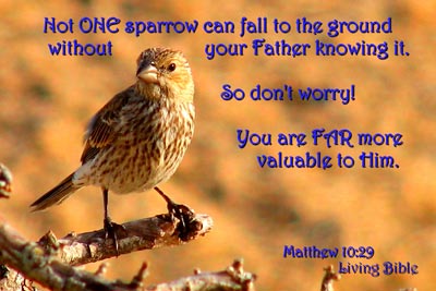 A photographic image, with a quotation from Matthew 10:29.