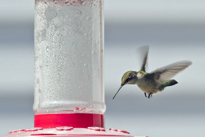 A photographic image of a ruby-throated hummingbird at a feeder.