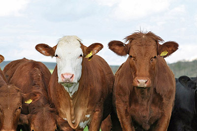 A photographic image of cattle.