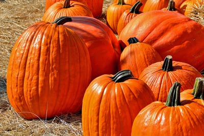 A photographic image of a field of pumpkins.