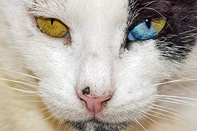 A photographic image of a cat with irises of different colors.
