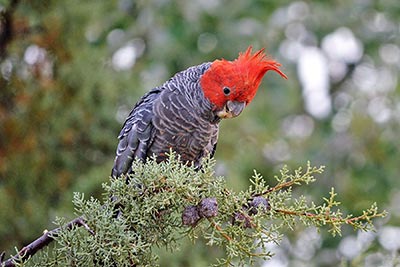 A photographic image of an Australian Gang Gang Cockatoo.